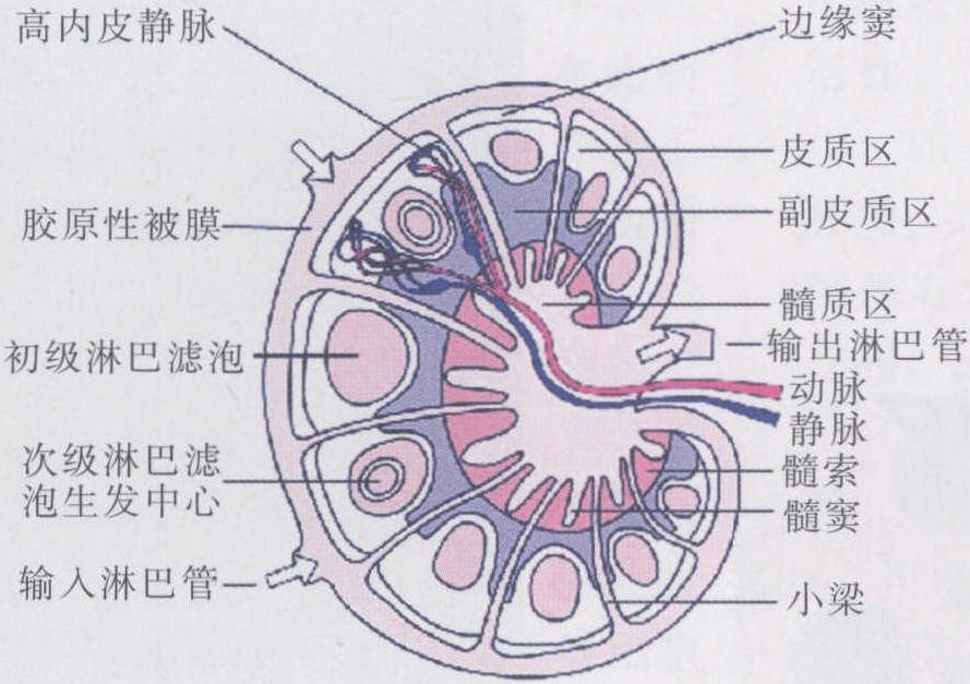 淋巴结